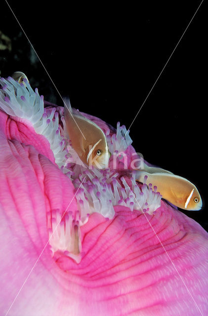 Pink anemonefish (Amphiprion perideraion)