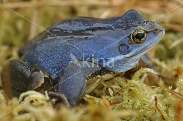 Moor Frog (Rana arvalis)