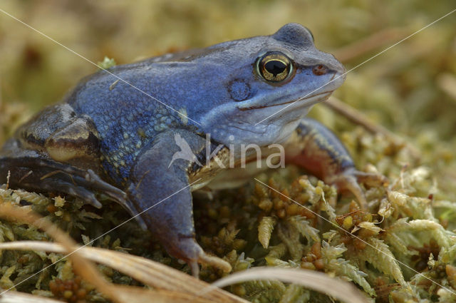 Heikikker (Rana arvalis)