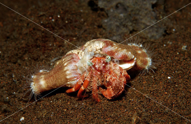 Parasit anemone hermit crab (Dardanus pedunculatus)