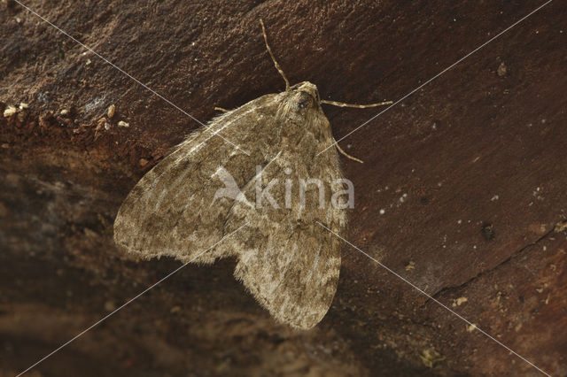 Herfstspanner (Epirrita dilutata)