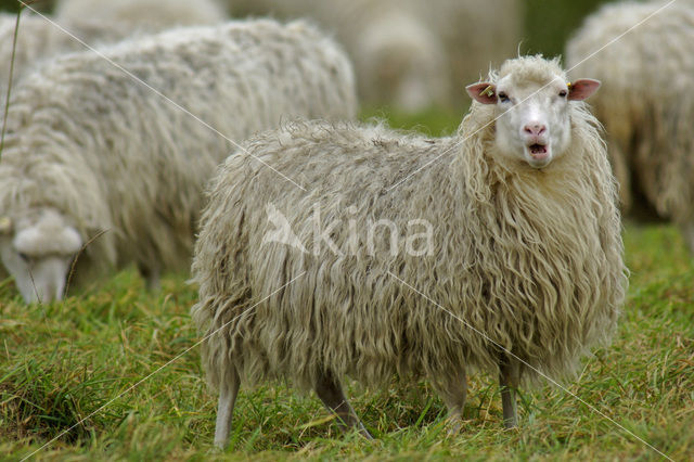 Hoogveenschaap (Ovis domesticus)