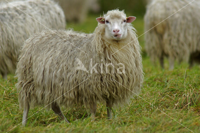 Hoogveenschaap (Ovis domesticus)