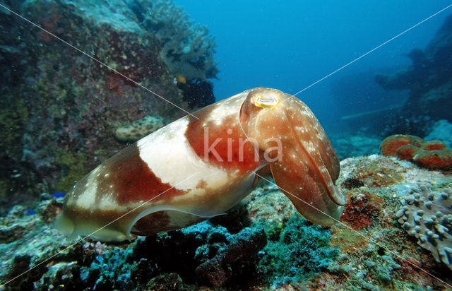 Inktvis (Sepia latimanus)