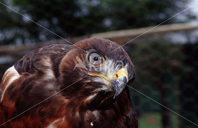 Jakhalsbuizerd (Buteo rufofuscus)