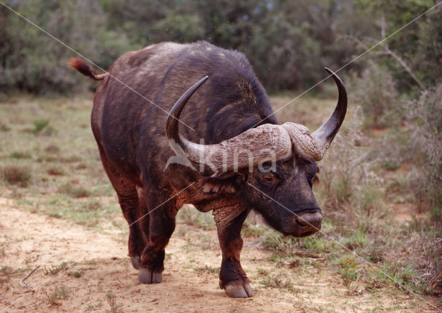 Kaapse buffel (Syncerus caffer)