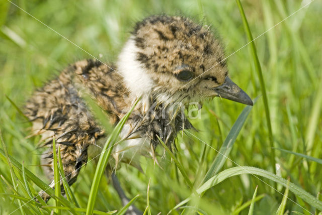 Kievit (Vanellus vanellus)