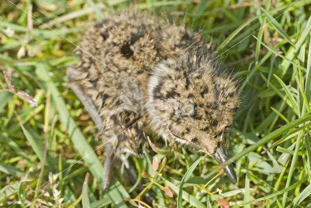 Kievit (Vanellus vanellus)