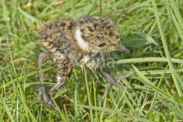 Kievit (Vanellus vanellus)