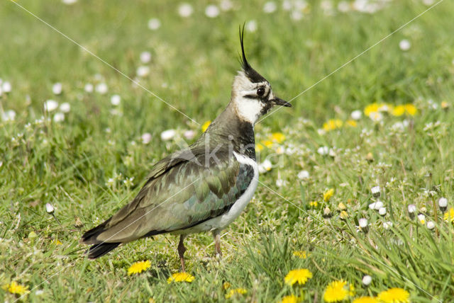 Kievit (Vanellus vanellus)