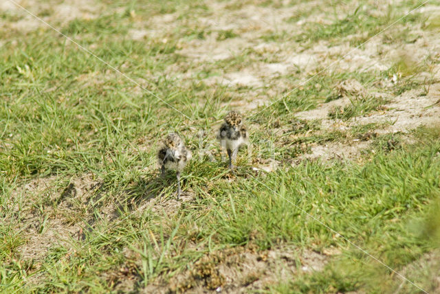 Kievit (Vanellus vanellus)