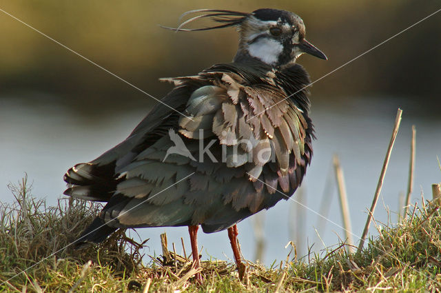 Kievit (Vanellus vanellus)