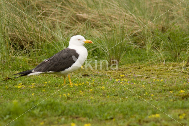 Kleine Mantelmeeuw (Larus fuscus)