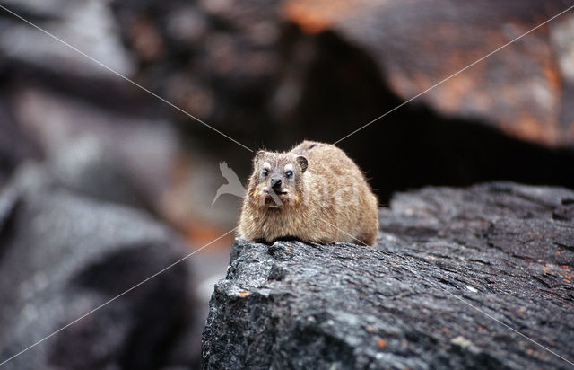 Klipdas (Procavia capensis)