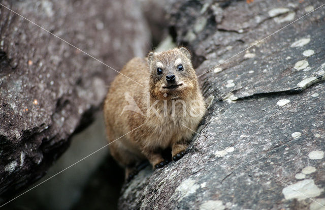 Klipdas (Procavia capensis)