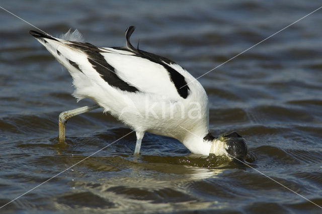 Pied Avocet (Recurvirostra avosetta)