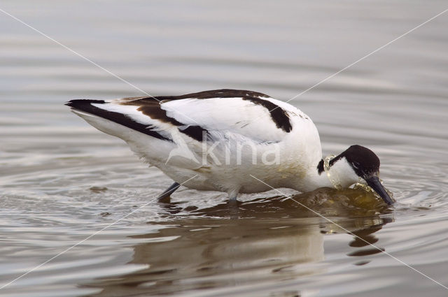 Pied Avocet (Recurvirostra avosetta)