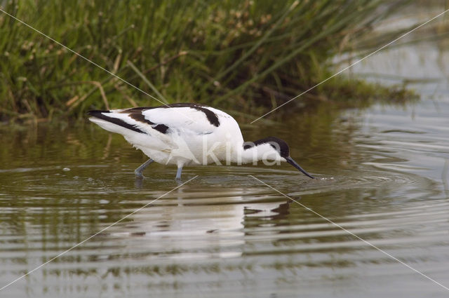 Pied Avocet (Recurvirostra avosetta)