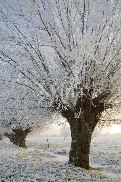 Knotwilg (Salix alba)