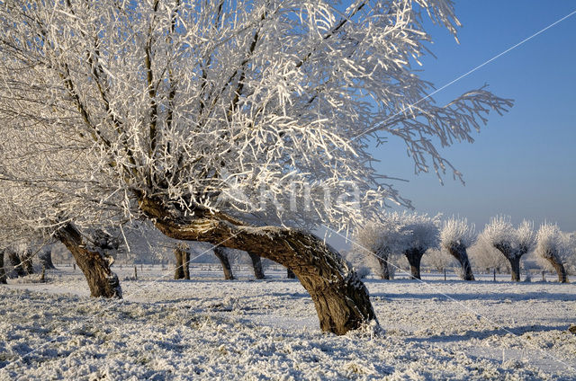 Knotwilg (Salix alba)