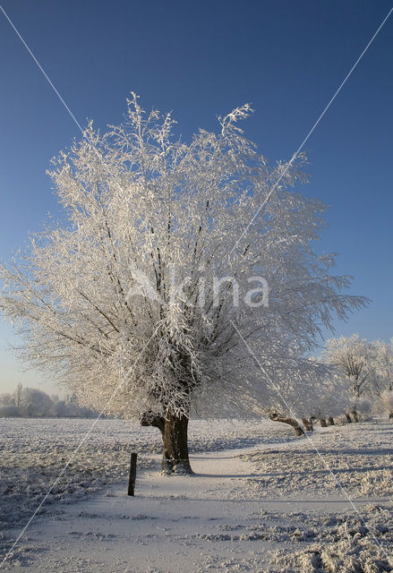 Knotwilg (Salix alba)