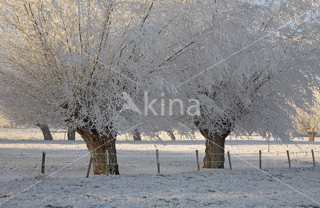 Knotwilg (Salix alba)