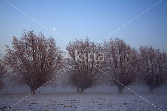 Knotwilg (Salix alba)