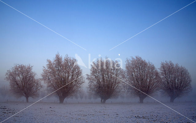 Knotwilg (Salix alba)