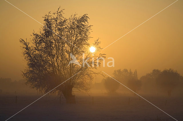 Knotwilg (Salix alba)