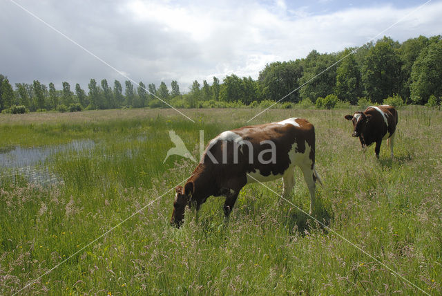 Koe (Bos domesticus)