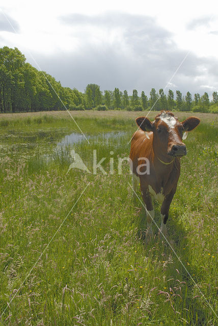 Koe (Bos domesticus)