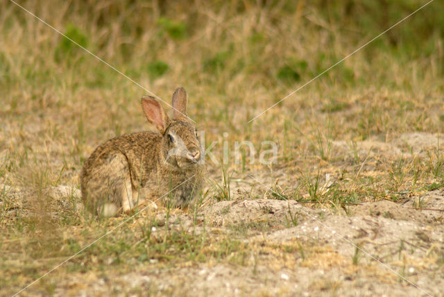 Konijn (Oryctolagus cuniculus)