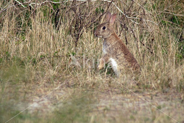 Konijn (Oryctolagus cuniculus)