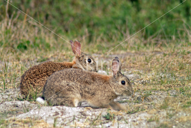 Konijn (Oryctolagus cuniculus)