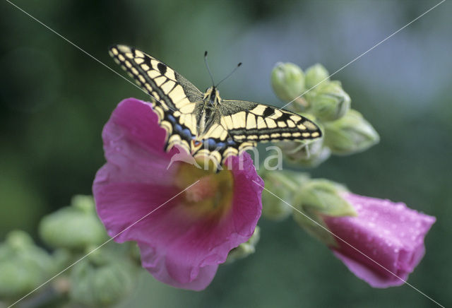 Koninginnepage (Papilio machaon)