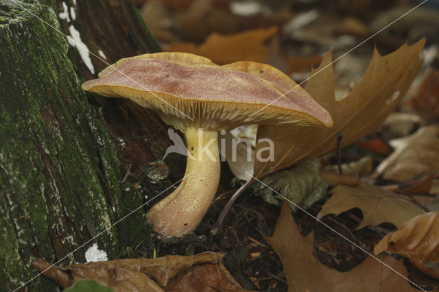 Koningsmantel (Tricholomopsis rutilans)