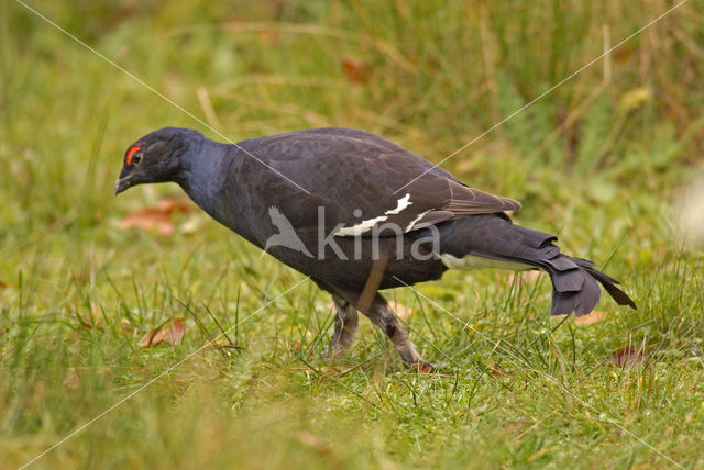 Black Grouse (Tetrao tetrix)