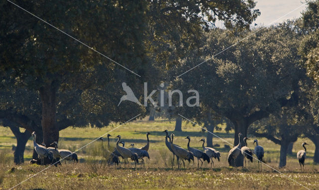 Kraanvogel (Grus grus)