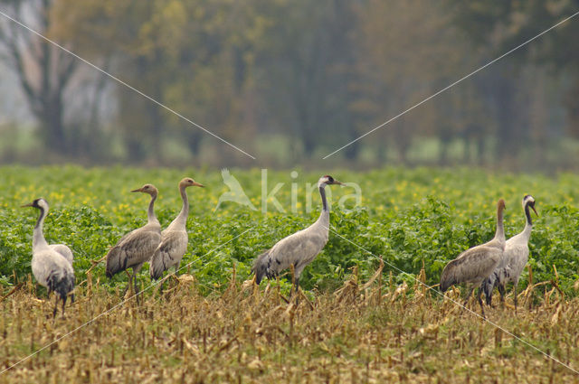 Kraanvogel (Grus grus)