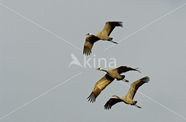 Kraanvogel (Grus grus)