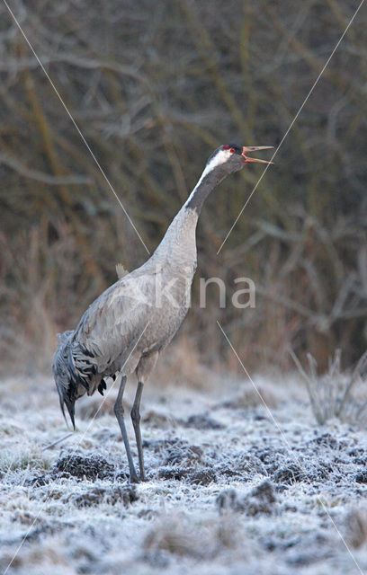 Kraanvogel (Grus grus)