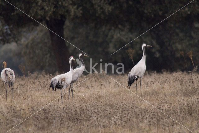 Kraanvogel (Grus grus)