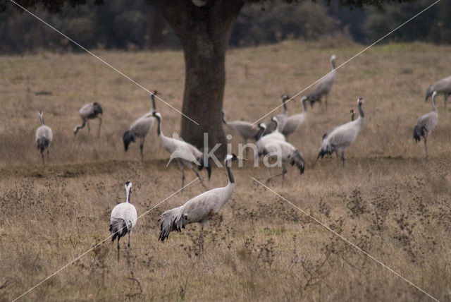 Kraanvogel (Grus grus)