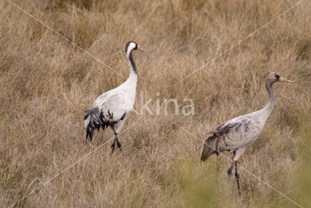 Kraanvogel (Grus grus)