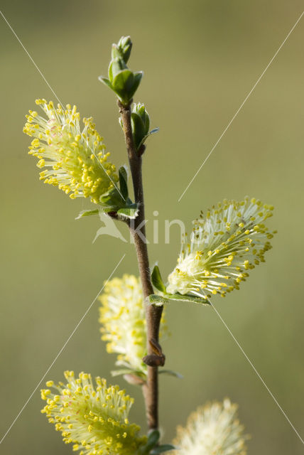 Kruipwilg (Salix repens)