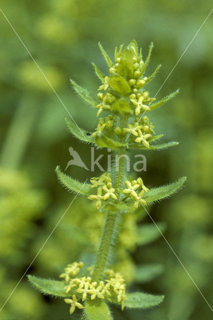 Crosswort (Cruciata laevipes)