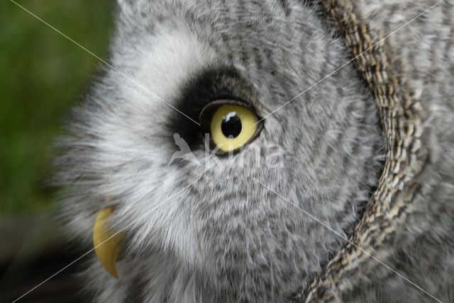 Laplanduil (Strix nebulosa)