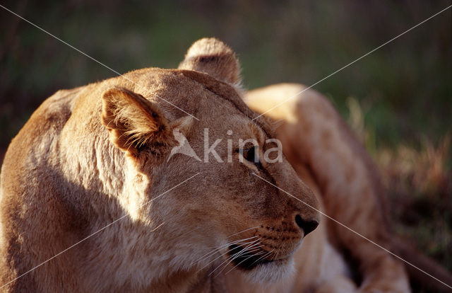 Lion (Panthera leo)