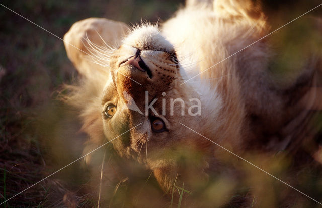 Leeuw (Panthera leo)