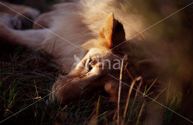 Leeuw (Panthera leo)